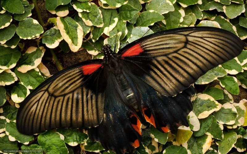 Black Butterfly on Leaves — Green