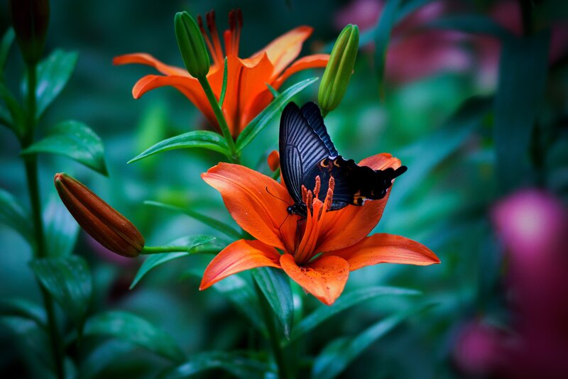 Black Butterfly on Lily — Orange