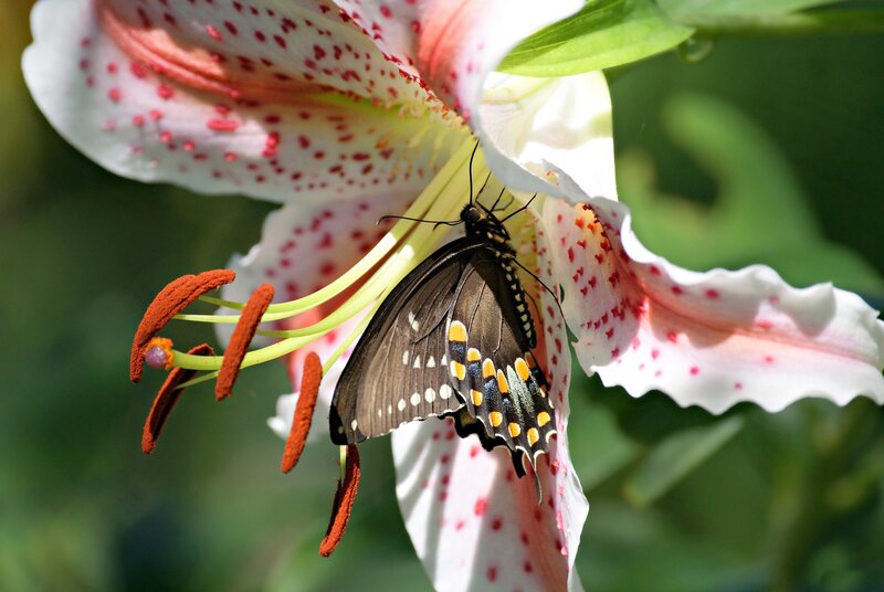 Black Butterfly on Lily