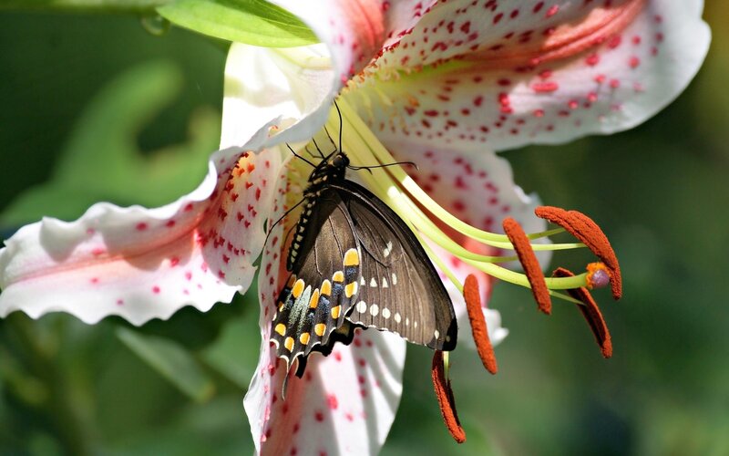 Black Butterfly on Lily — White, Serene