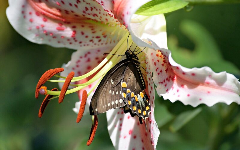 Black Butterfly on Lily — White