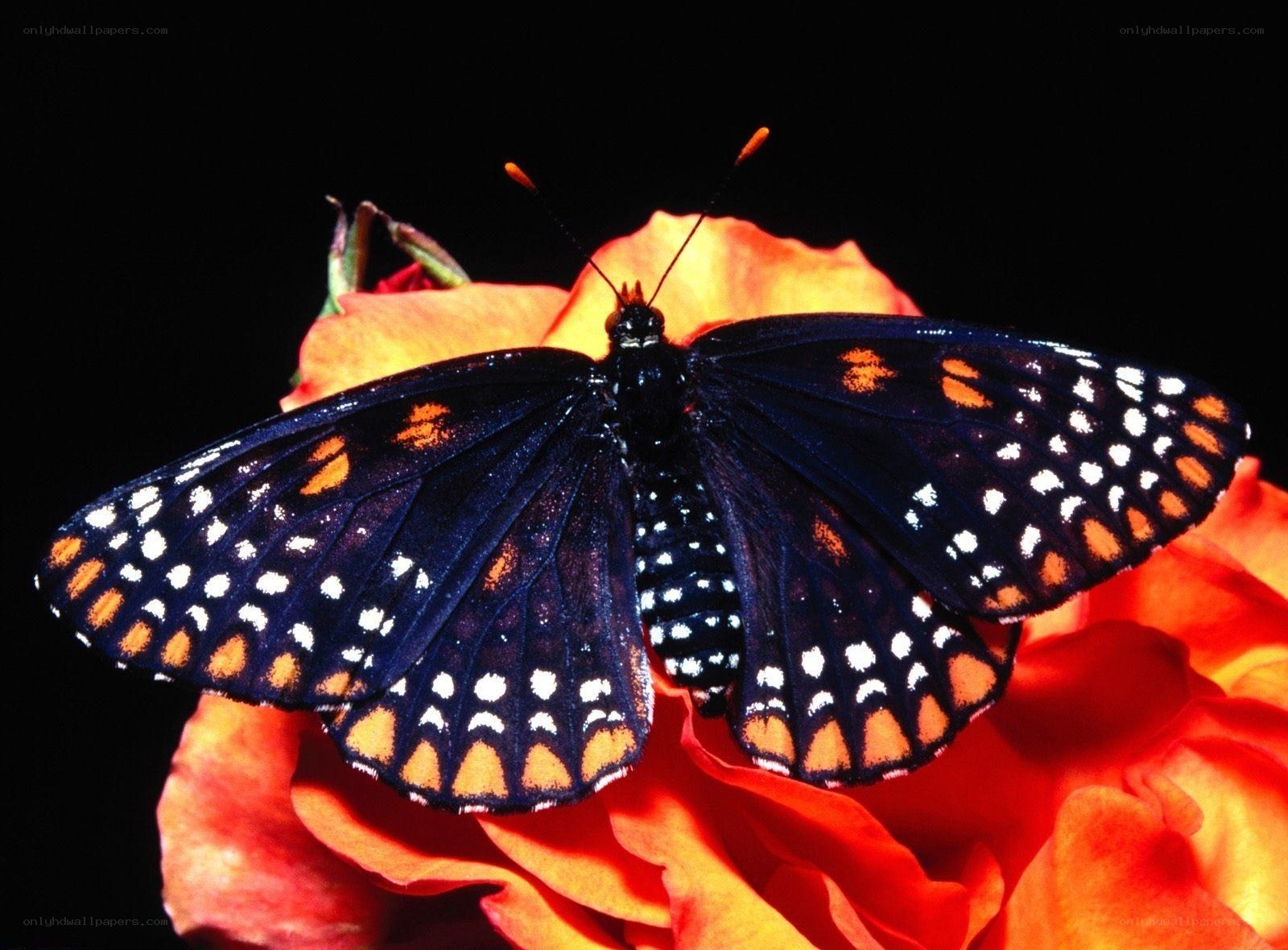 black butterfly on orange flower
