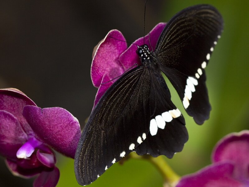 Black Butterfly on Orchid