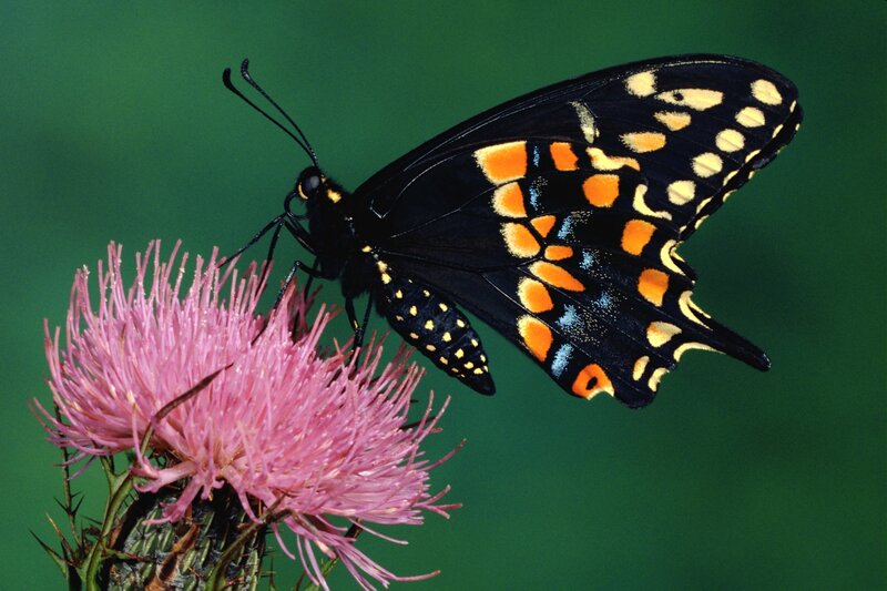 black butterfly on pink flower
