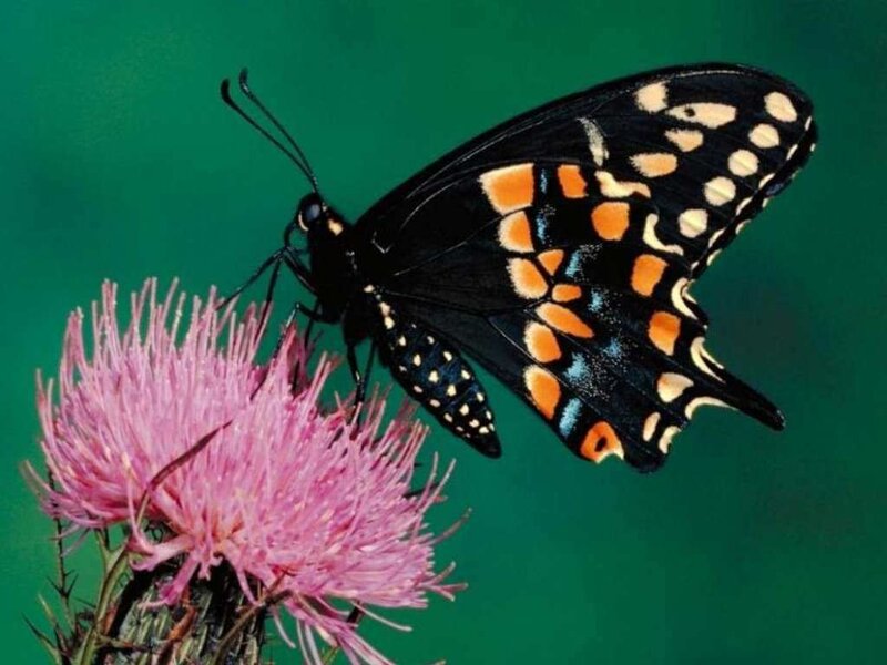 black butterfly on pink flower