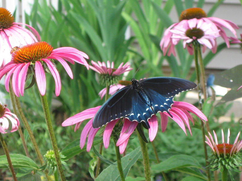 black butterfly on pink flower