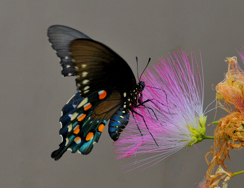 black butterfly on pink flower