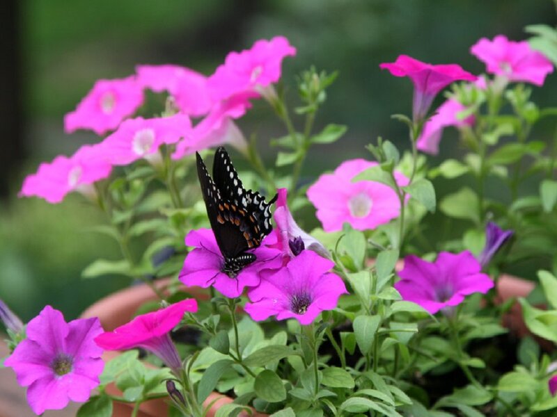 Black Butterfly on Pink Flower — Calm, Afternoon
