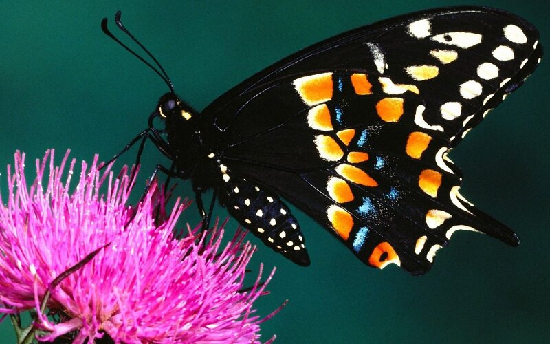 Black Butterfly on Pink Flower — Calm