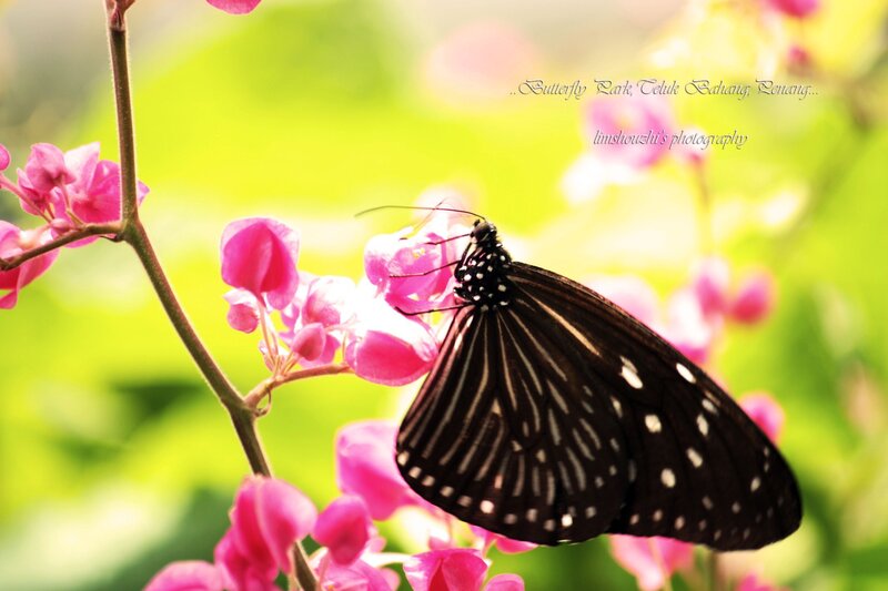 Black Butterfly on Pink Flower — Serene