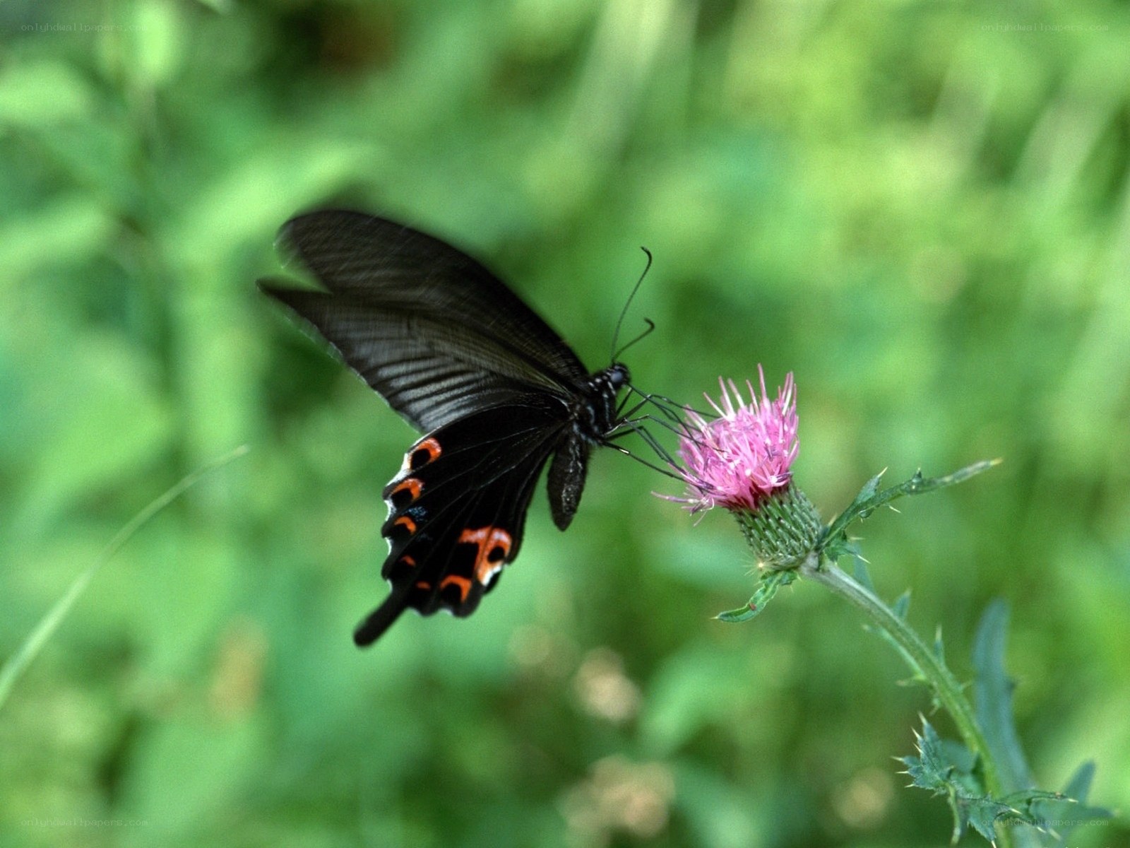 Black butterfly on pink flower