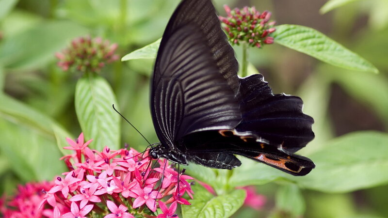Black butterfly on pink flowers