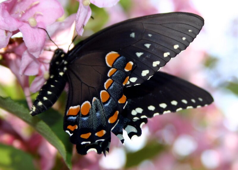 black butterfly on pink flowers