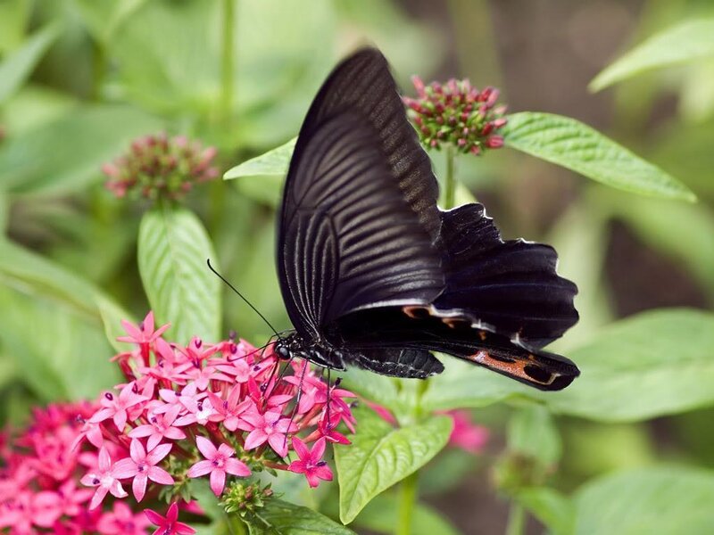 black butterfly on pink flowers