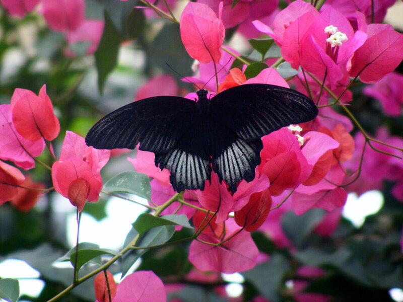 black butterfly on pink flowers