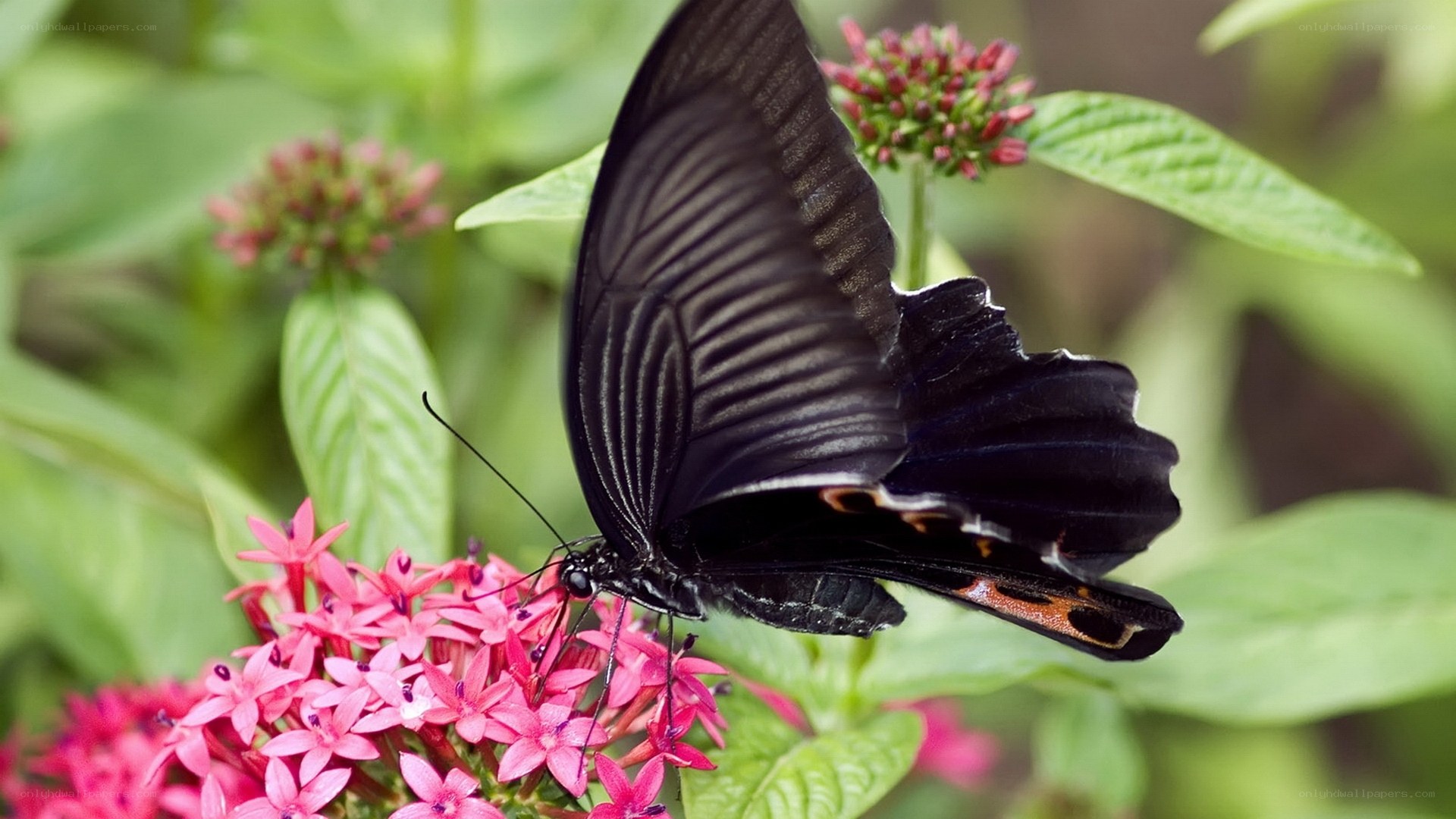 black butterfly on pink flowers