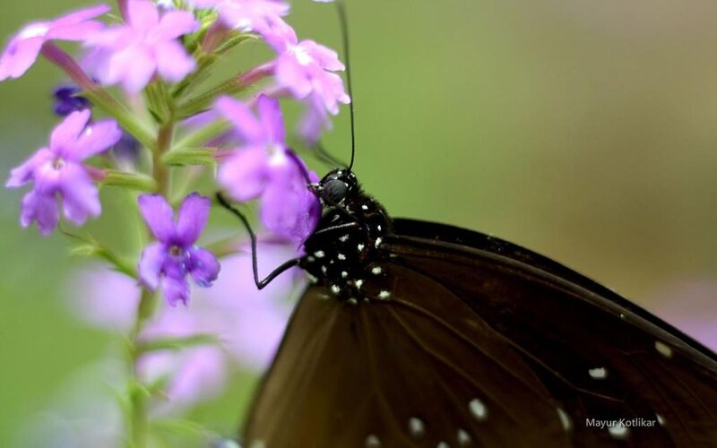 Black Butterfly on Purple Flower — Calm, Afternoon