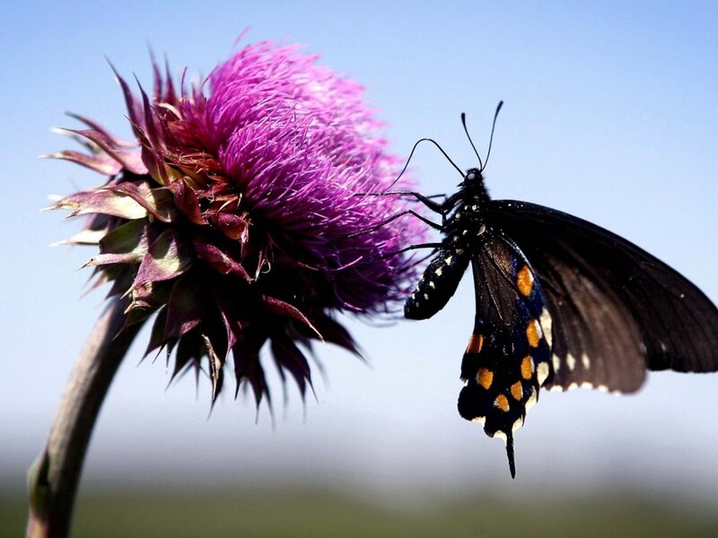 Black Butterfly on Purple Flower — Calm