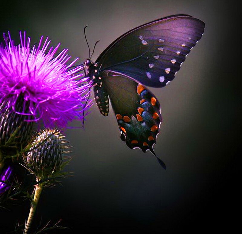 Black Butterfly on Purple Flower — Dramatic