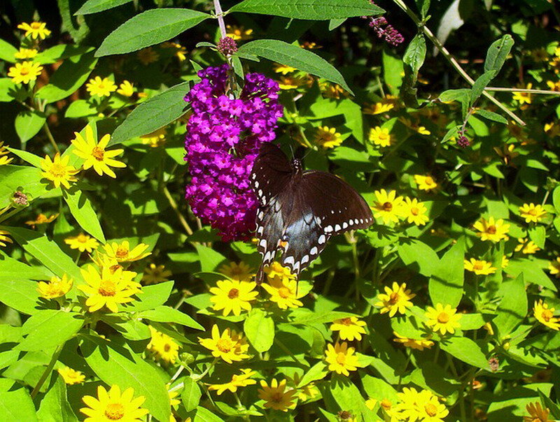 Black Butterfly on Purple Flower — Green