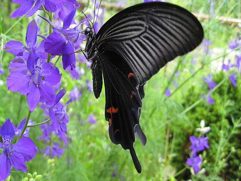 Black Butterfly on Purple Flower — Natural