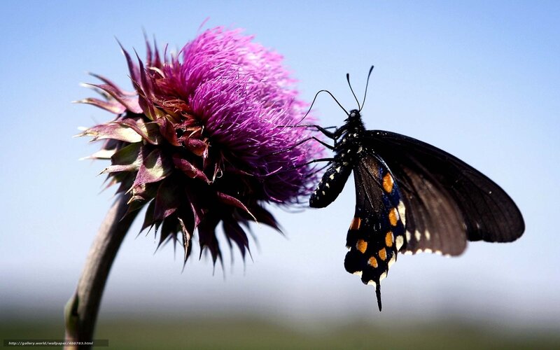 Black Butterfly on Purple Flower — Serene, Afternoon, Photograph