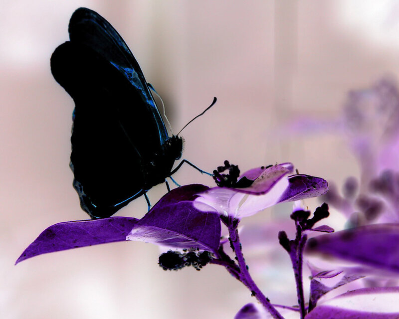 Black Butterfly on Purple Flower — Serene