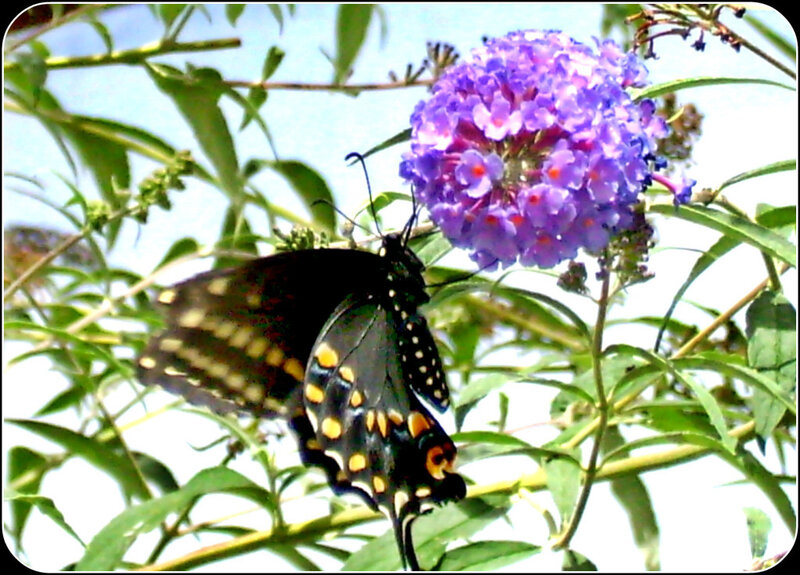 black butterfly on purple flower