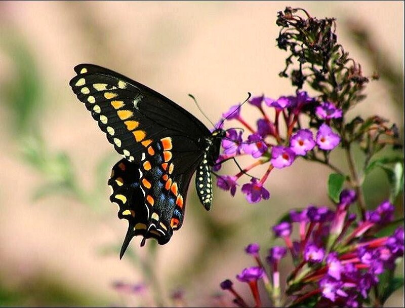 black butterfly on purple flowers