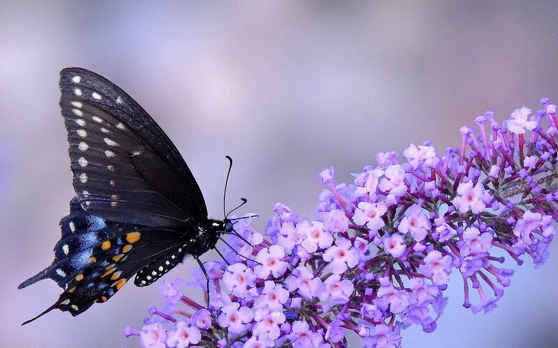 Black Butterfly on Purple Flowers — Calm, Photograph, Branch