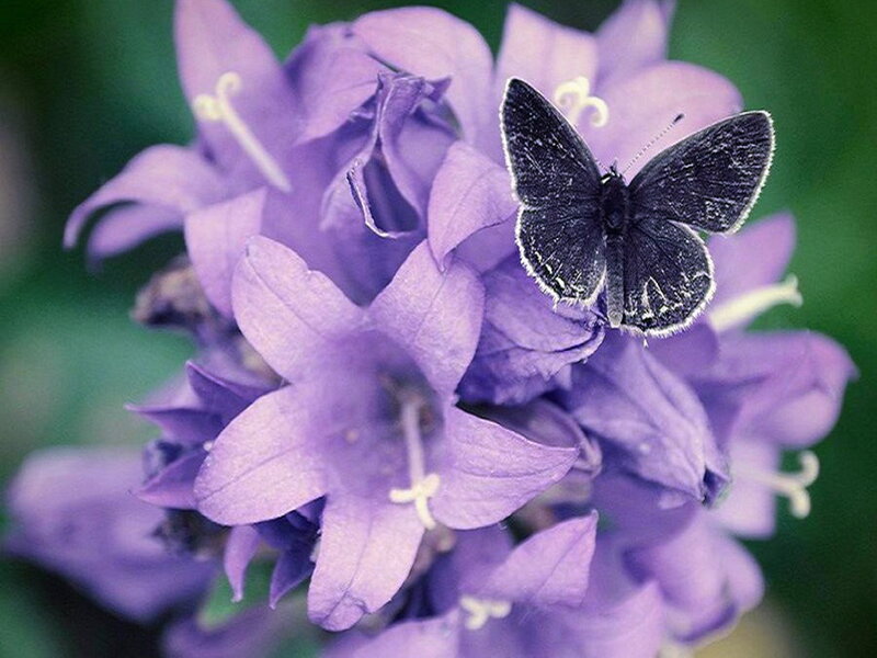 Black Butterfly on Purple Flowers — Calm, Photograph