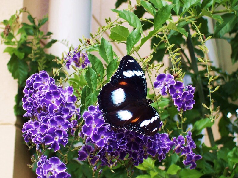 Black Butterfly on Purple Flowers — Calm