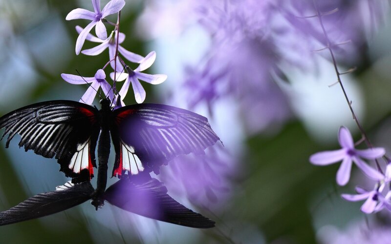 Black Butterfly on Purple Flowers — Serene, Photograph