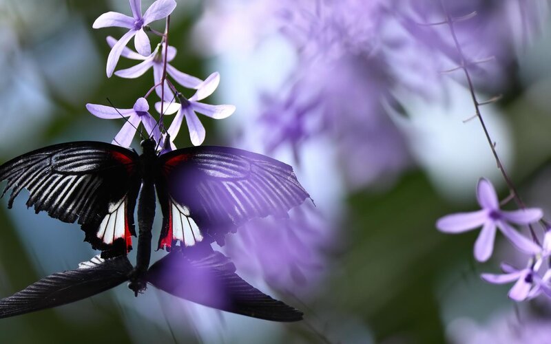 Black Butterfly on Purple Flowers — Serene
