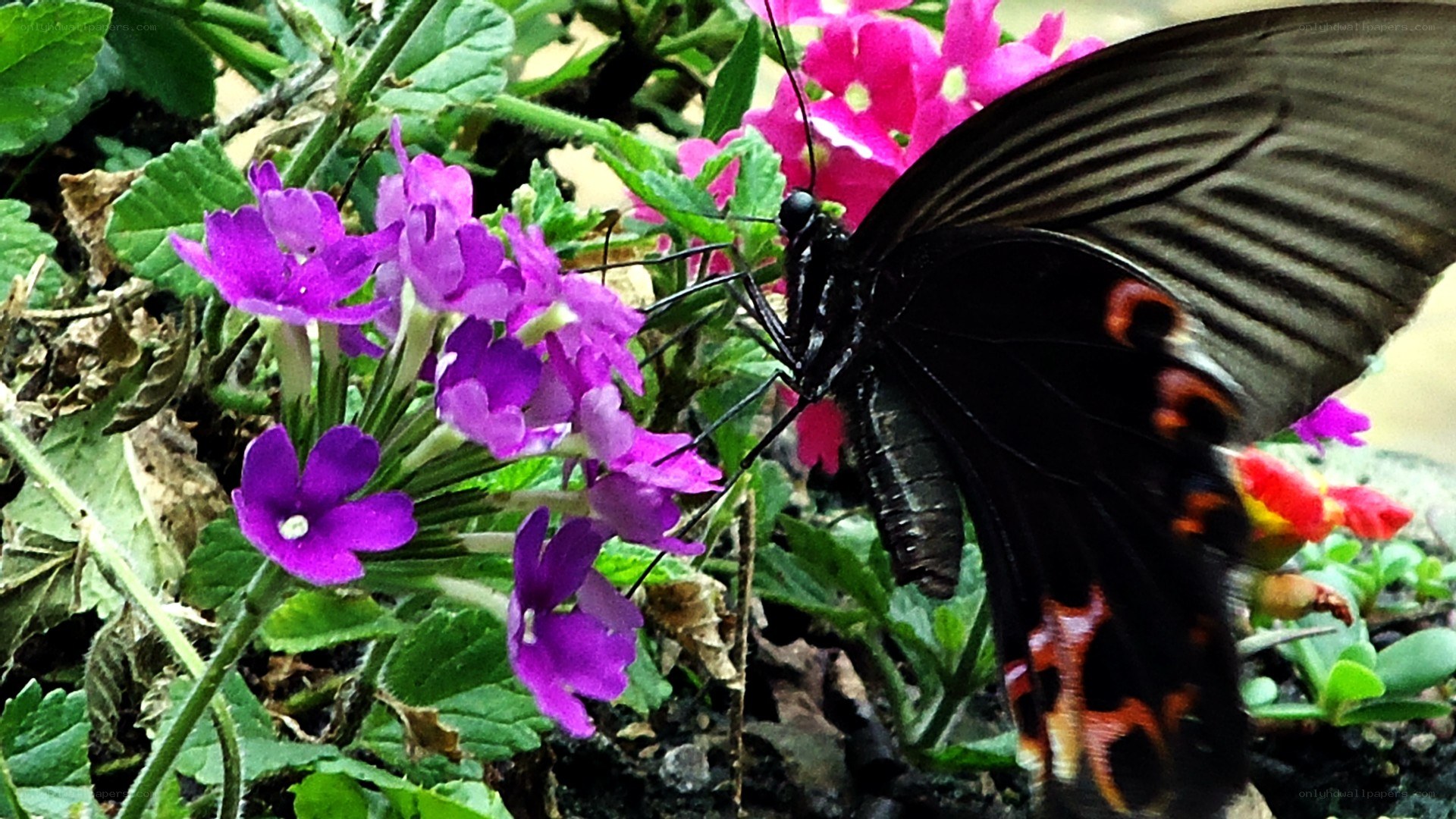 black butterfly on purple flowers