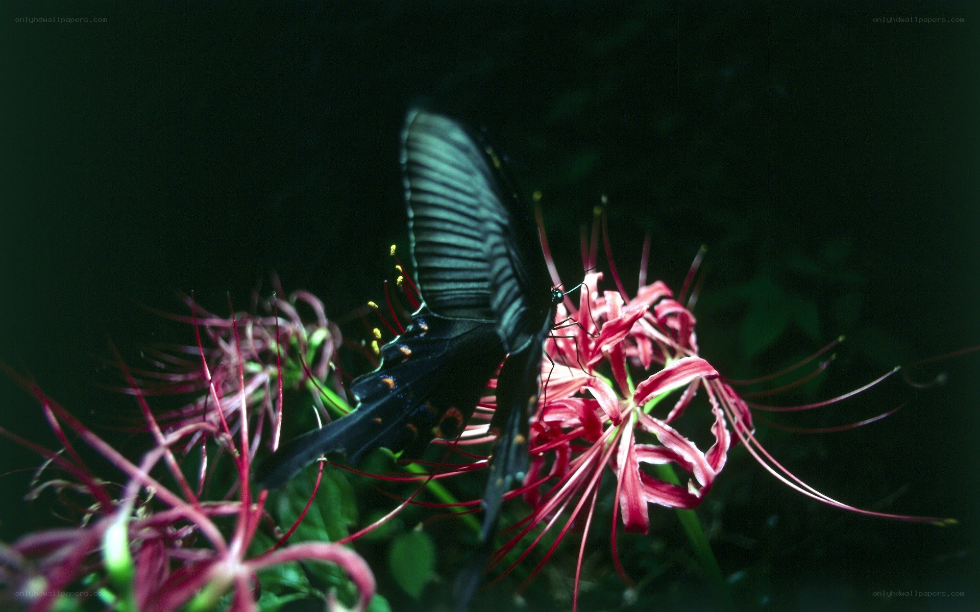 black butterfly on red flower