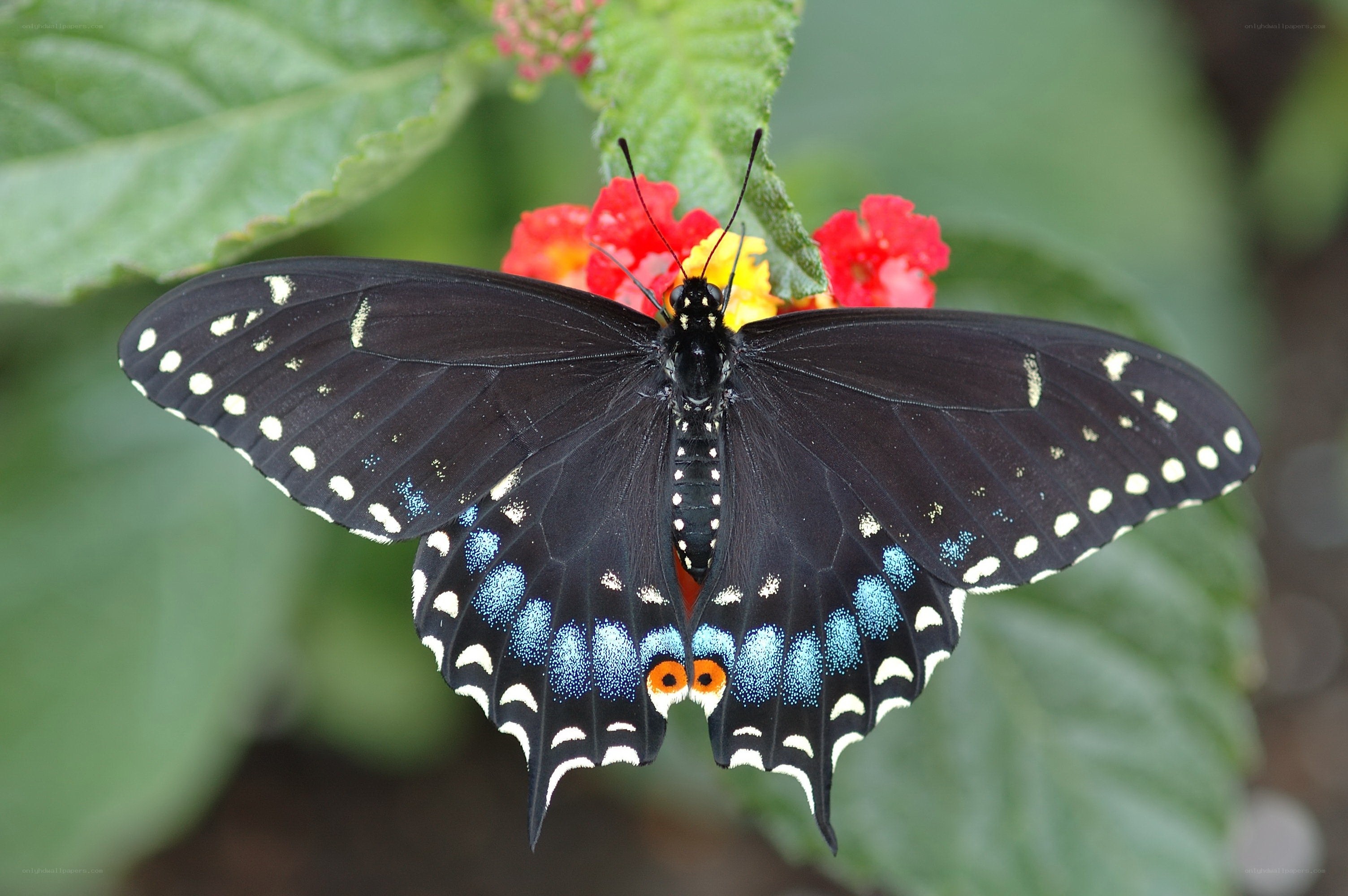 black butterfly on red flower