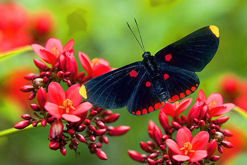 Black Butterfly on Red Flowers