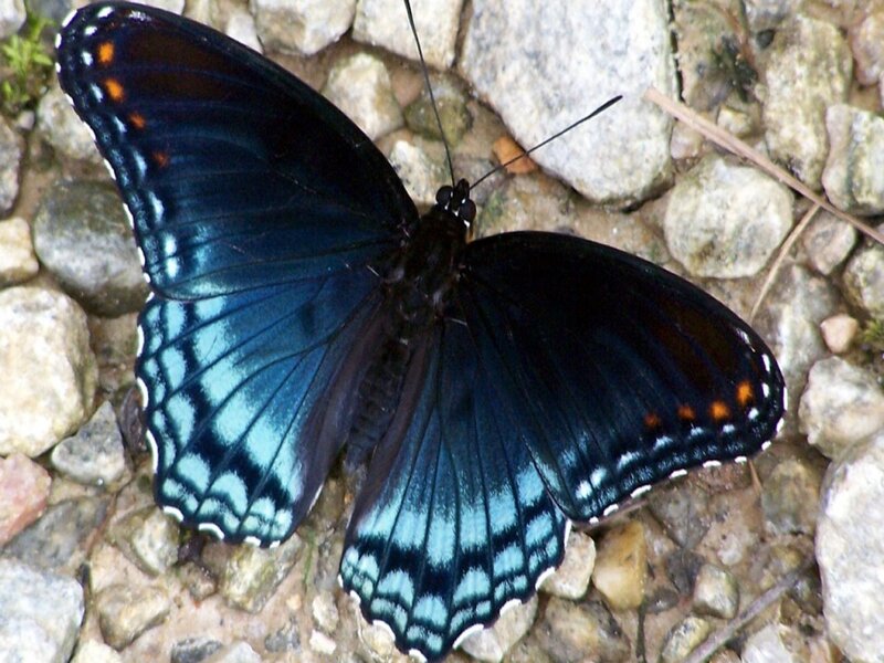 Black Butterfly on Rocks