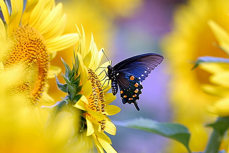 Black Butterfly on Sunflower