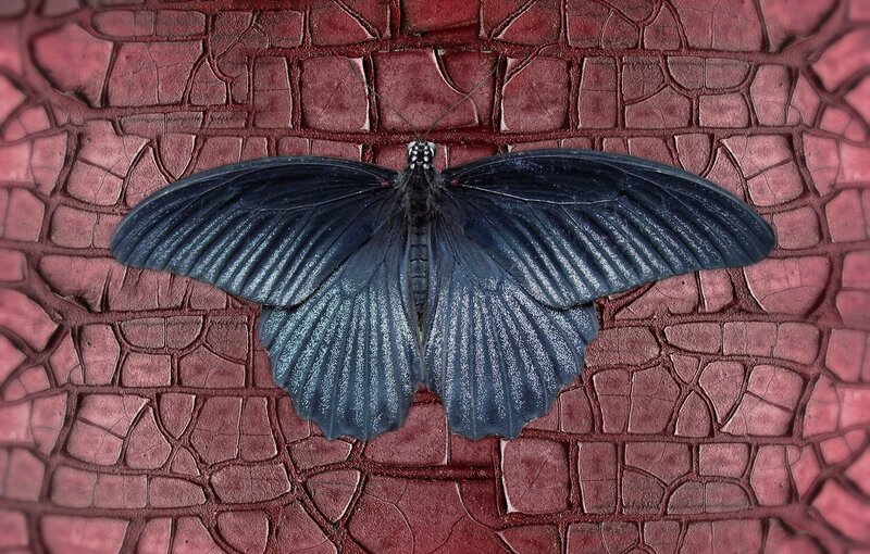 Black Butterfly on Surface