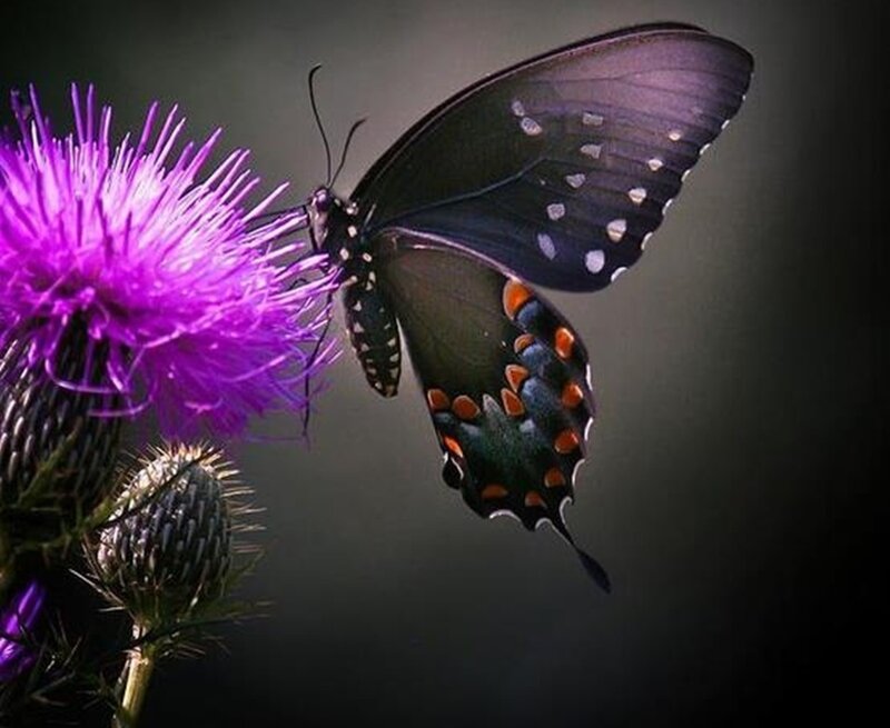 Black Butterfly on Thistle
