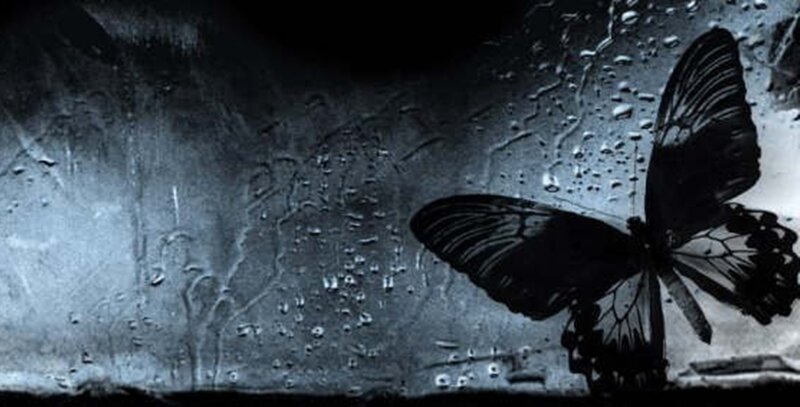 Black Butterfly on Wet Surface
