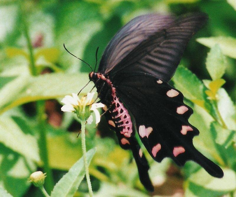 black butterfly on white flower