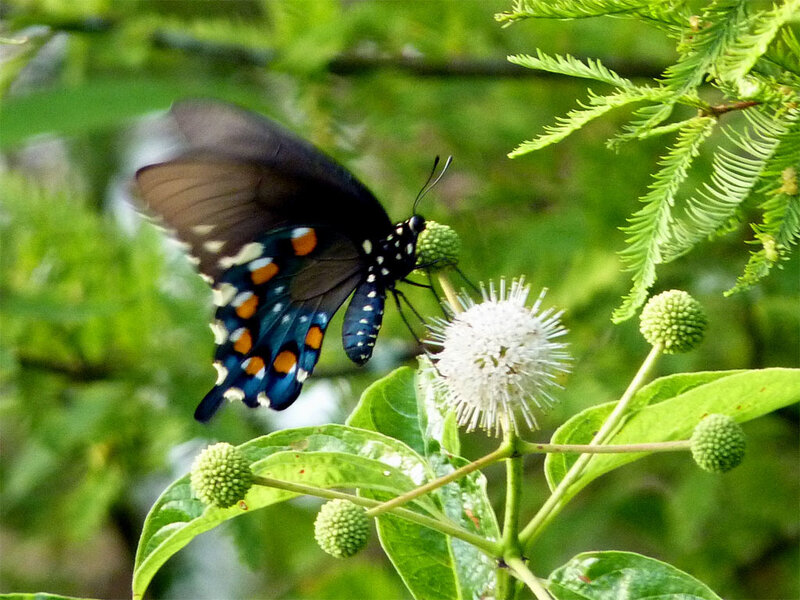 black butterfly on white flower