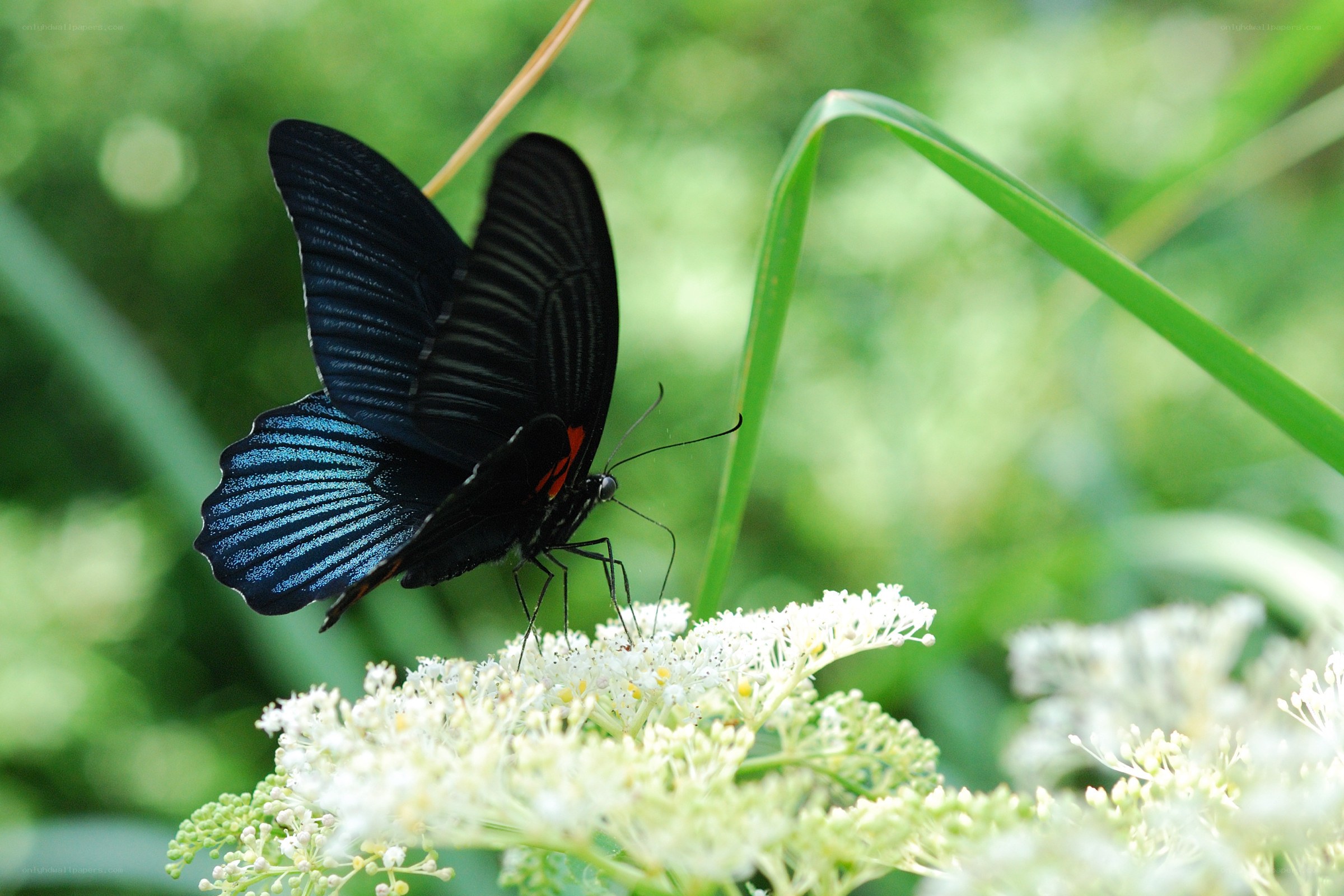 black butterfly on white flowers