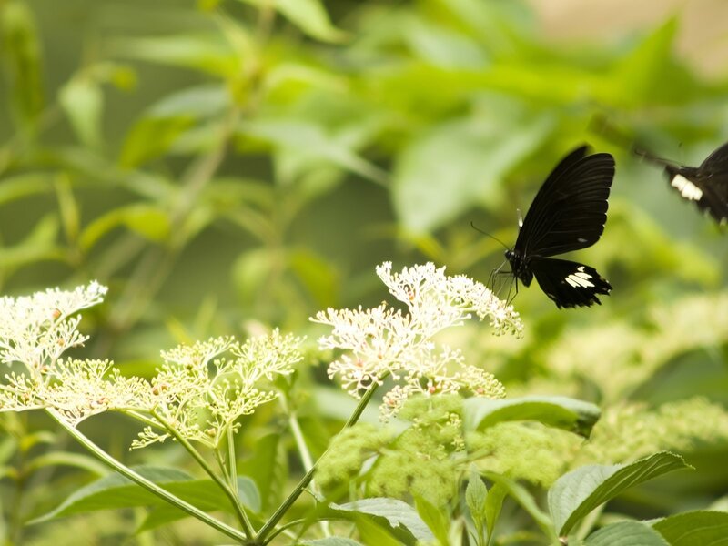 Black butterfly on white flowers