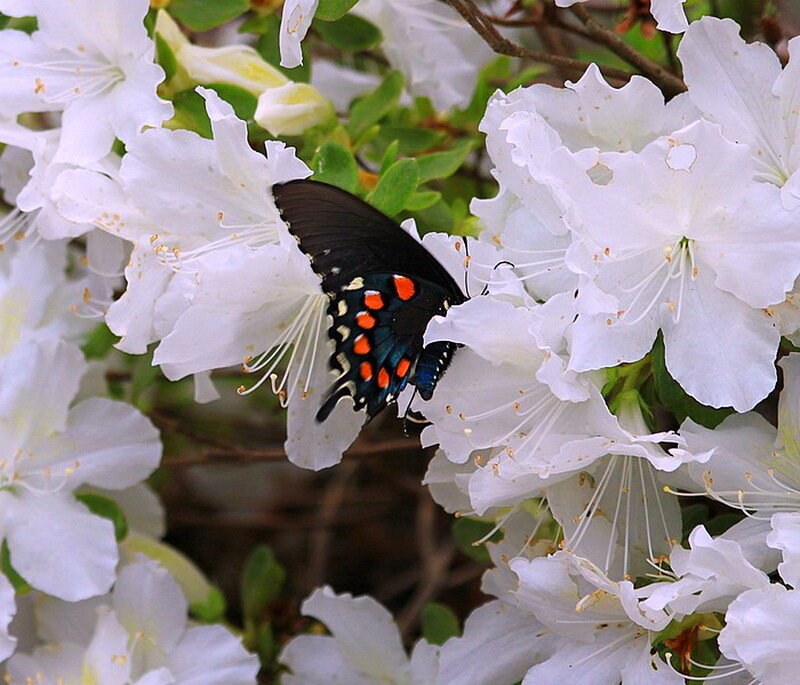 Black Butterfly on White Flowers — Calm