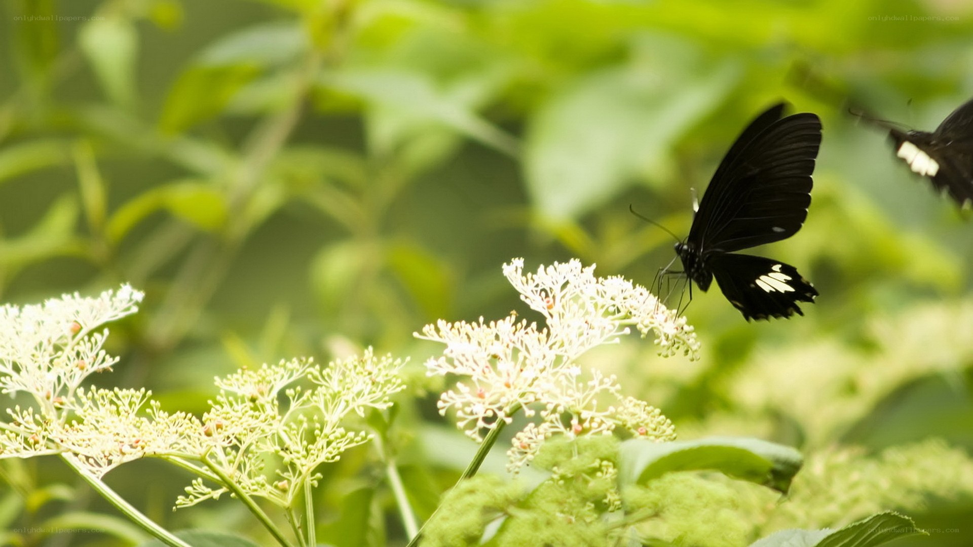 Black butterfly on white flowers