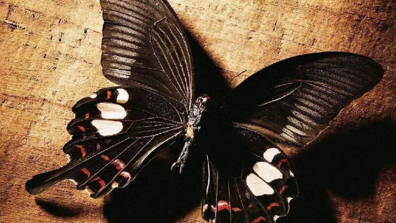 Black Butterfly on Wood — Brown, Dramatic, Photograph